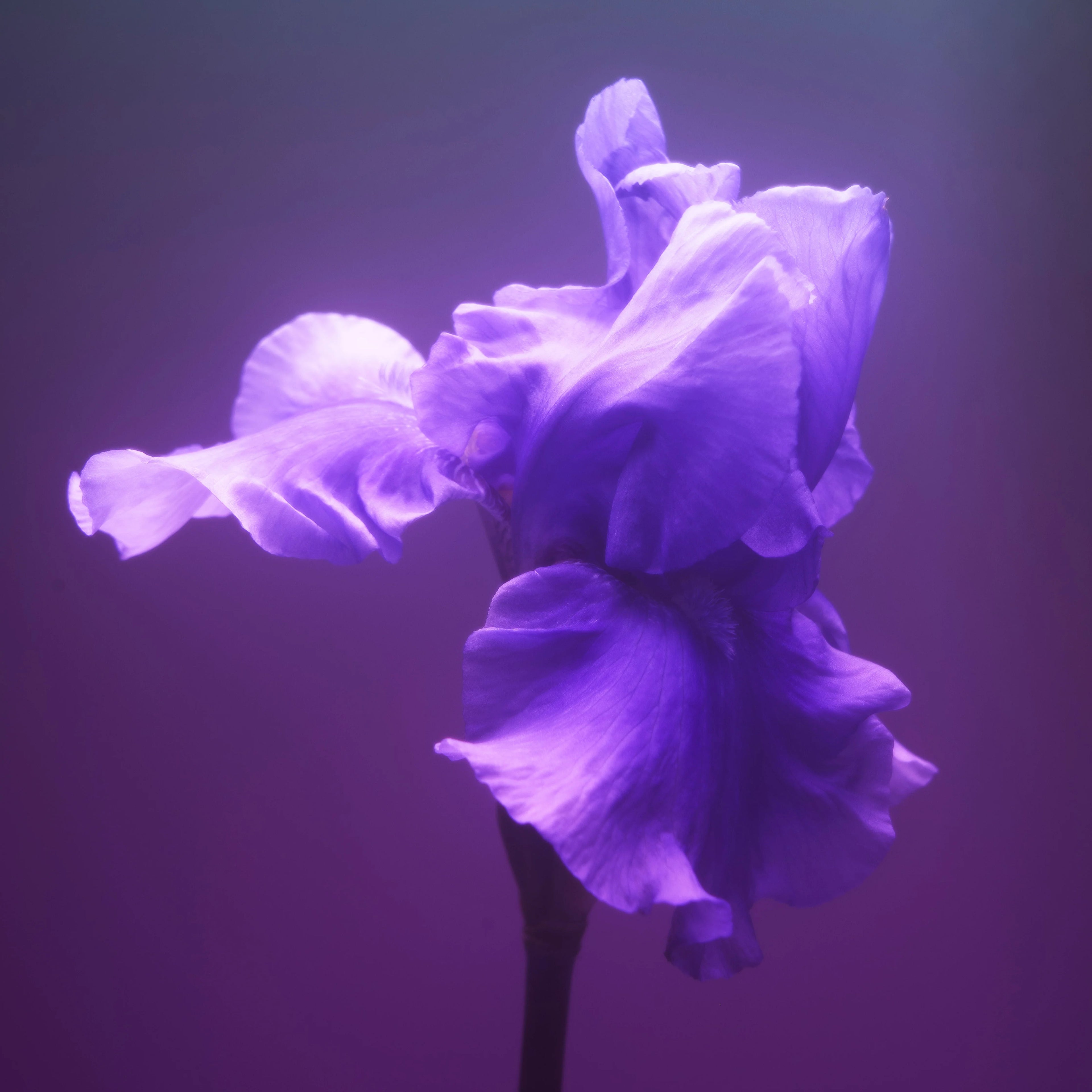 BDK Parfums – Gris Charnel