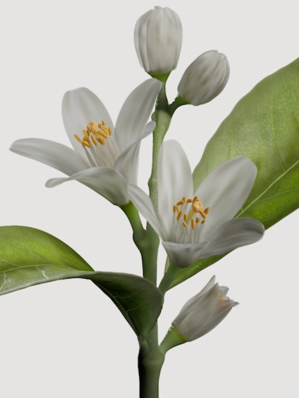 Neroli Oranger
