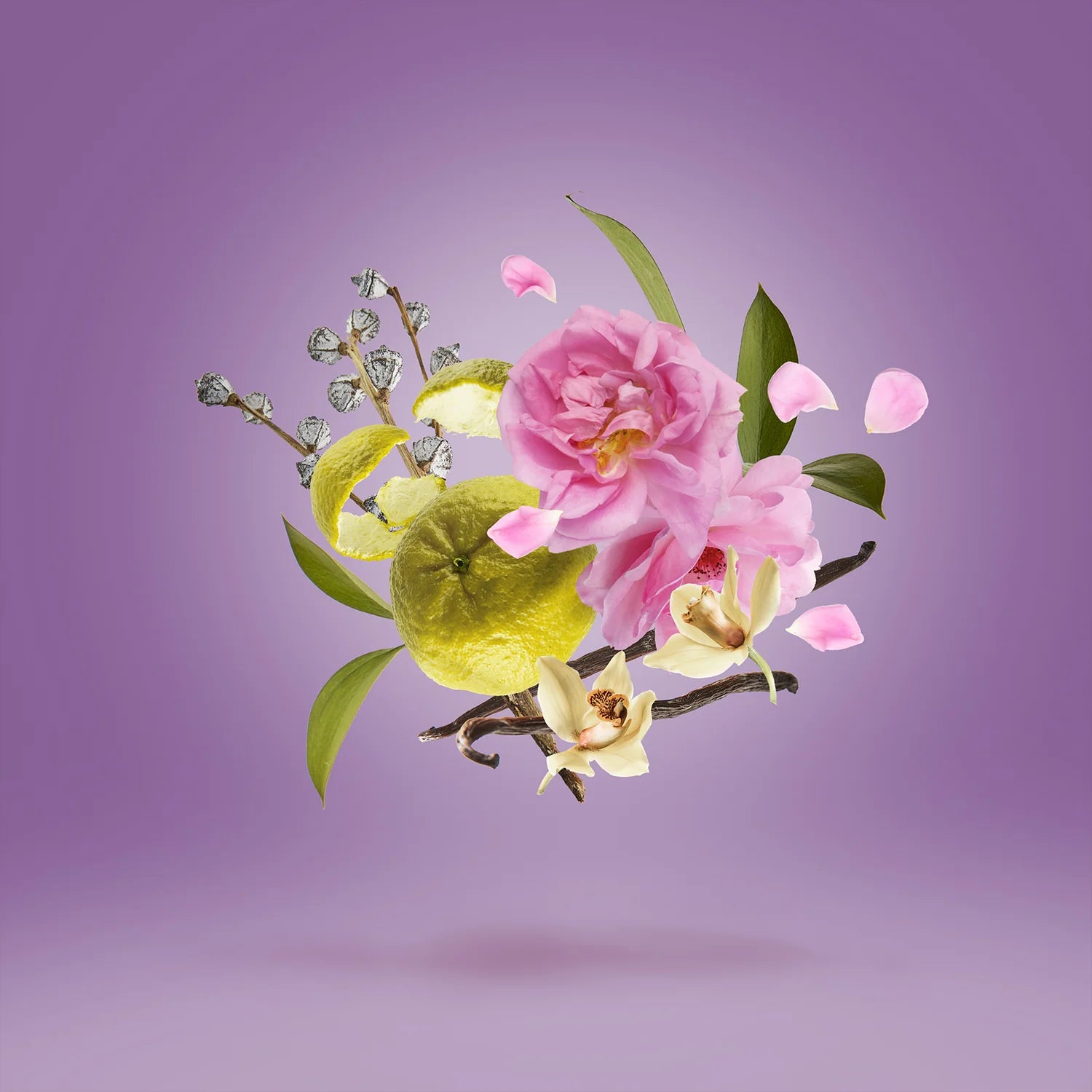 Casamorati – La Tosca